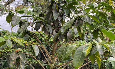 finca en venta en cachipay. Cod V12359