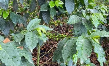 finca en venta en cachipay. Cod V12359