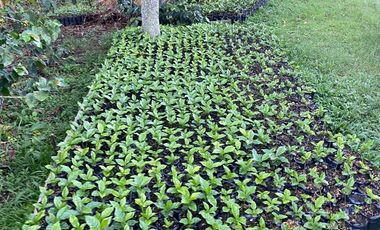 finca en venta en cachipay. Cod V12359