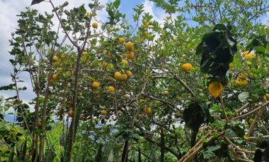 finca en venta en cachipay. Cod V12359