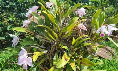 finca en venta en cachipay. Cod V12359