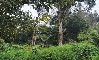 TERRENO  EN VENTA  DENTRO DE LA NATURALEZA  EN COATEPEC