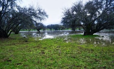 Cauquenes, campo de rulo, ideal para viñas