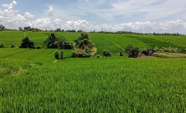 Land of rice fields and mountain views near Kelating Beach Bali