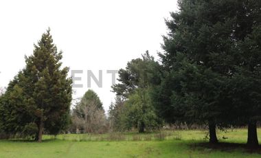 Amplio terreno para inversión, gran ubicación y bosque constituido, Hualqui