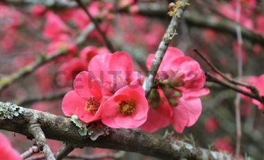 Amplio terreno para inversión, gran ubicación y bosque constituido, Hualqui