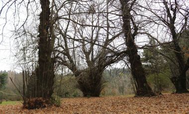 Amplio terreno para inversión, gran ubicación y bosque constituido, Hualqui