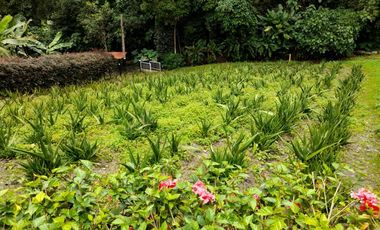 finca en venta en los laureles vereda la rapido  san antonio tequend. Cod V11167