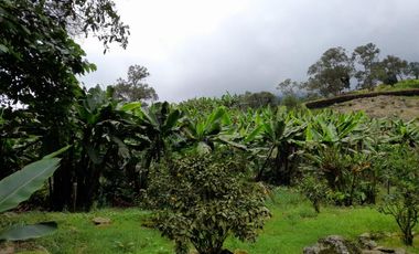 finca en venta en los laureles vereda la rapido  san antonio tequend. Cod V11167