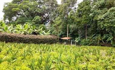 finca en venta en los laureles vereda la rapido  san antonio tequend. Cod V11167