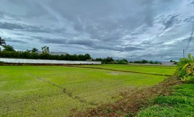 Large plot for sale in San Khampeang, Chiang Mai