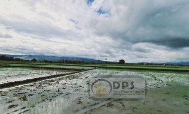 8 Hectares Rice Farm for Sale in Matanao Davao del Sur