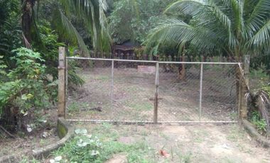 12 Rai of fruit plantation for sale in Tay Muang