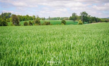 Parcela en Venta en Venta Parcelas en Condominio Lomas del Trebol, acceso Ruta 5S, 5.000 m2, Paillaco, Valdivia