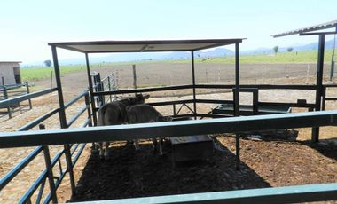Tala - Rancho y Terreno en venta Cuisillos