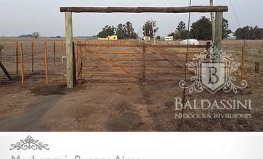 CAMPO AGRÍCOLA DE 17 HAS. EN MECHONGUÉ, PARTIDO DE ALVARADO, PROVINCIA DE BUENOS AIRES / CON CASA / LUZ ELÉCTRICA / PARQUIZADO / BIEN ALAMBRADO