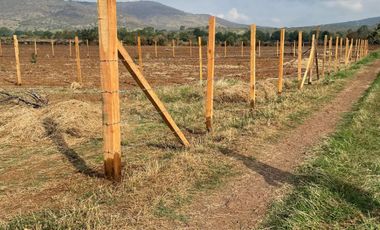 PARCELA CAMINO BUENAVISTA VALLE DE JUAREZ JAL