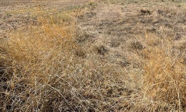 PARCELA CAMINO BUENAVISTA VALLE DE JUAREZ JAL