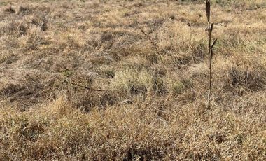 PARCELA CAMINO BUENAVISTA VALLE DE JUAREZ JAL