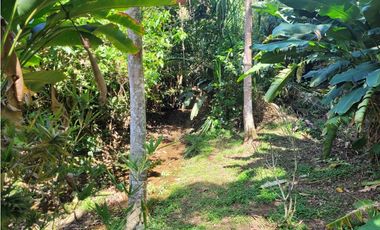 Finca en Damasco (Suroeste Antioqueño)