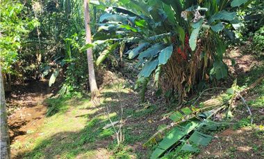 Finca en Damasco (Suroeste Antioqueño)