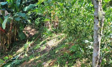 Finca en Damasco (Suroeste Antioqueño)