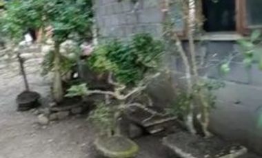 Rumah sambi luas 600 harga 250 juta
