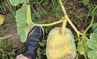 VENTA DE LOTES .  ENTREGA Y CUOTAS  DESDE  500 DOLARES