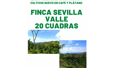 Finca Sevilla-Valle 20 cuadras 4868