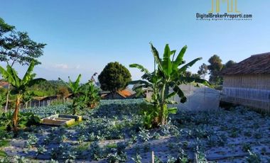 BU CEPAT tanah kebun dekat SMU cisarua bandung barat