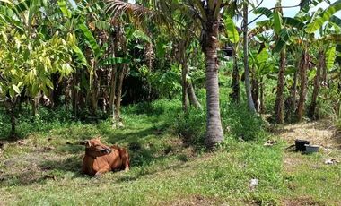 Plots of land close the Bajera traditional Market Bali