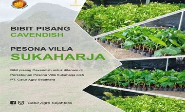 Kavling Kebun Murah Lokasi 2 KM dari Cafe Kodemang Bogor