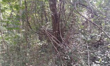Venta de terreno de 20 Has, Temozon, Yucatán