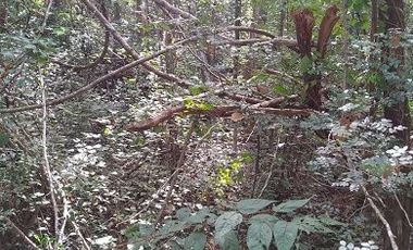 Venta de terreno de 20 Has, Temozon, Yucatán