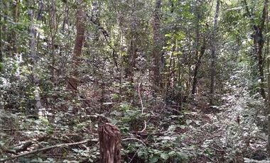Venta de terreno de 20 Has, Temozon, Yucatán