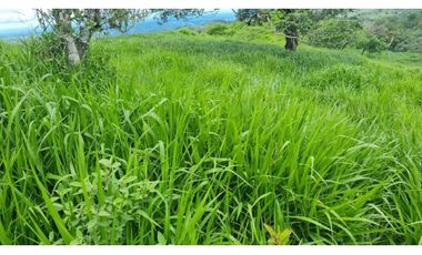 Se vende espectacular finca ganadera en Volcán, Tierras Altas