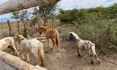 HERMOSO RANCHO EN LOS GAVILANES