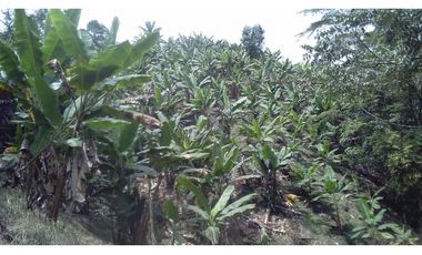 SE VENDE FINCA EN SANTA ROSA VEREDA GUACAS
