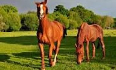 Terreno en venta en Cañuelas