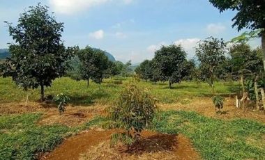 Tanah Kavling sangat Produktif Kebun Durian di Bogor Timur