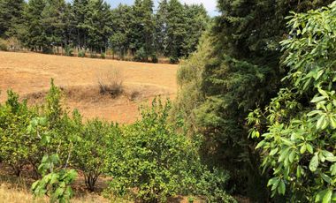 Terreno en venta con Arboles de  AGUACATE organico A 20 minutos de Col. del Bosque cuerna