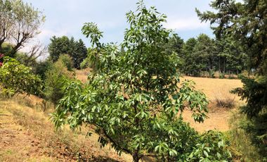 Terreno en venta con Arboles de  AGUACATE organico A 20 minutos de Col. del Bosque cuerna