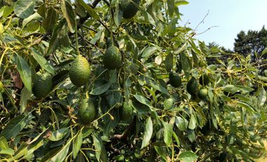 Terreno en venta con Arboles de  AGUACATE organico A 20 minutos de Col. del Bosque cuerna