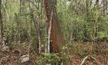 Terreno en Venta, excelente opción, 20 Has, Temozon, Yucatán.