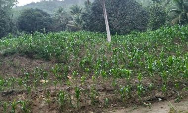 CHEAP FARM FOR SALE IN DANAO CITY CEBU