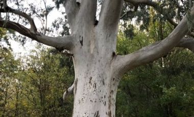 Venta de Campo Agricola  Rural en Marcos Paz Limite Gral Rodriguez