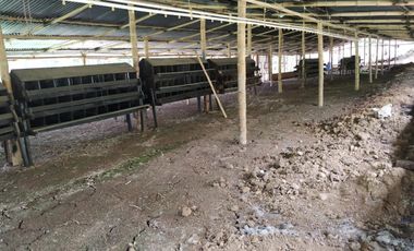 venta finca 22000 metros cuadrados arboles frutales pisicola avicola