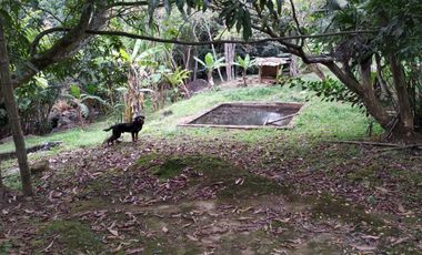 venta finca 22000 metros cuadrados arboles frutales pisicola avicola