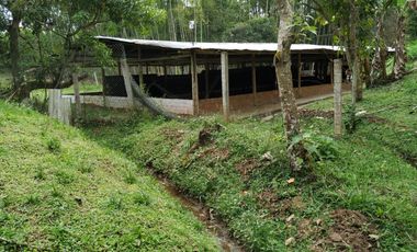 venta finca 22000 metros cuadrados arboles frutales pisicola avicola