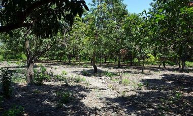 Terreno Finca Huerta